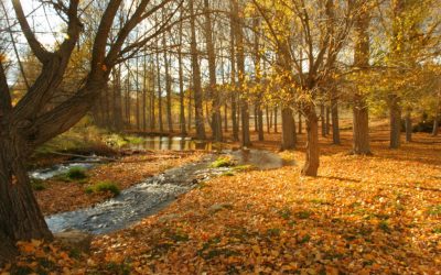 Um fugia dolorestio eatibeata